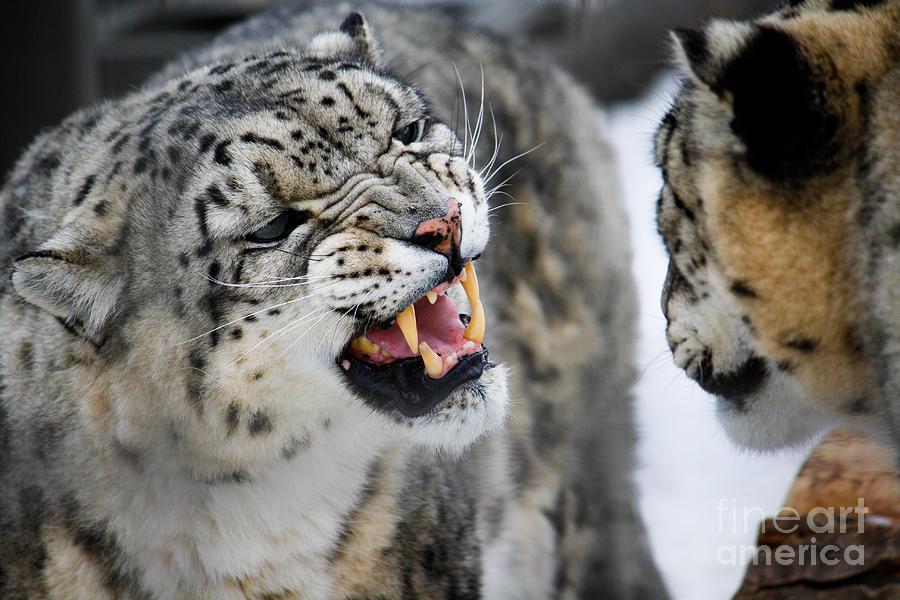 Snow Leopard Photograph by Wilko van de Kamp Fine Photo Art