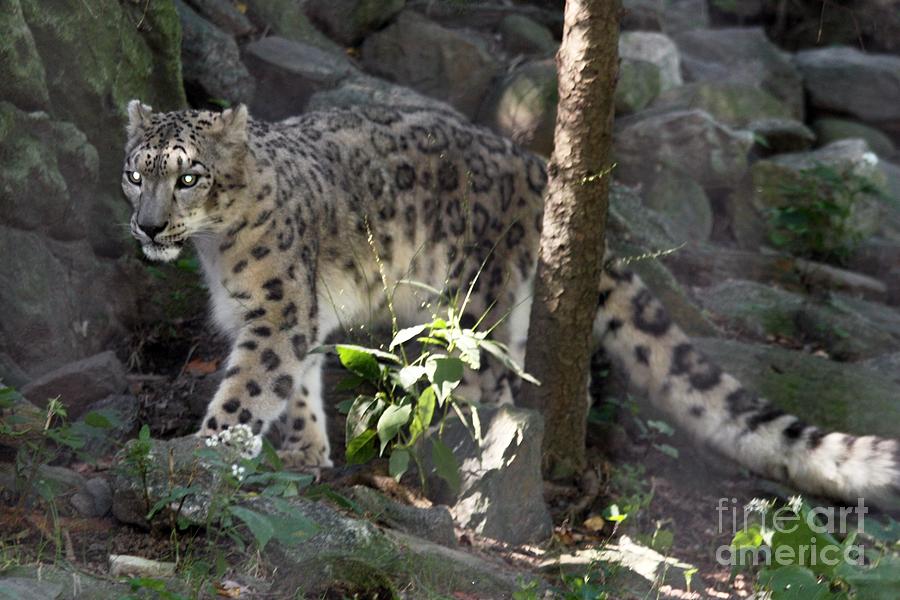 Leopard Photograph - Snow Leopard With Piercing Eyes by John Telfer