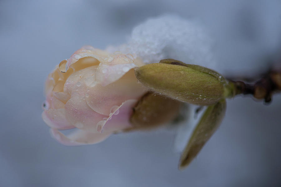 Snow Magnolia 1 Photograph by Lynn Thomas Amber