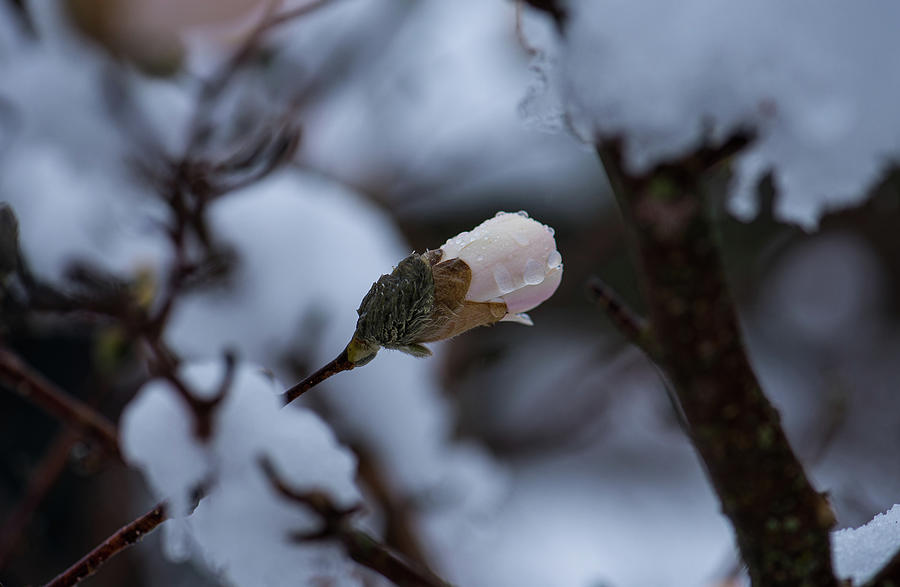 Snow Magnolia 2 Photograph by Lynn Thomas Amber