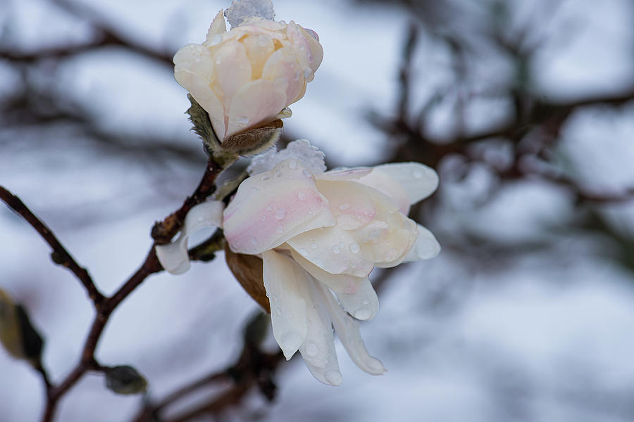 Snow Magnolia 3 Photograph by Lynn Thomas Amber