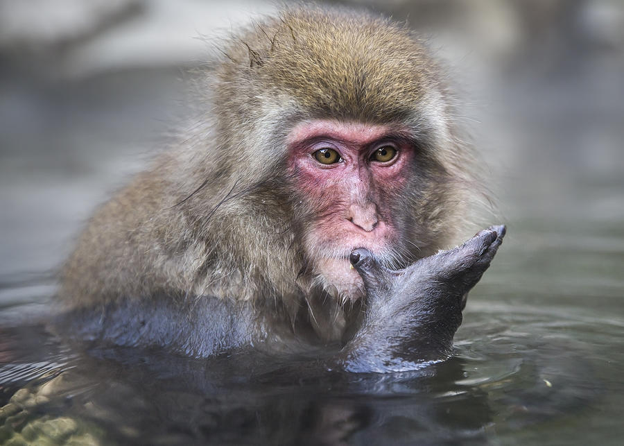 snow monkey bathing and looking at hand  in hot spring, Nagano, Honshu, Japan Photograph by Yustinus