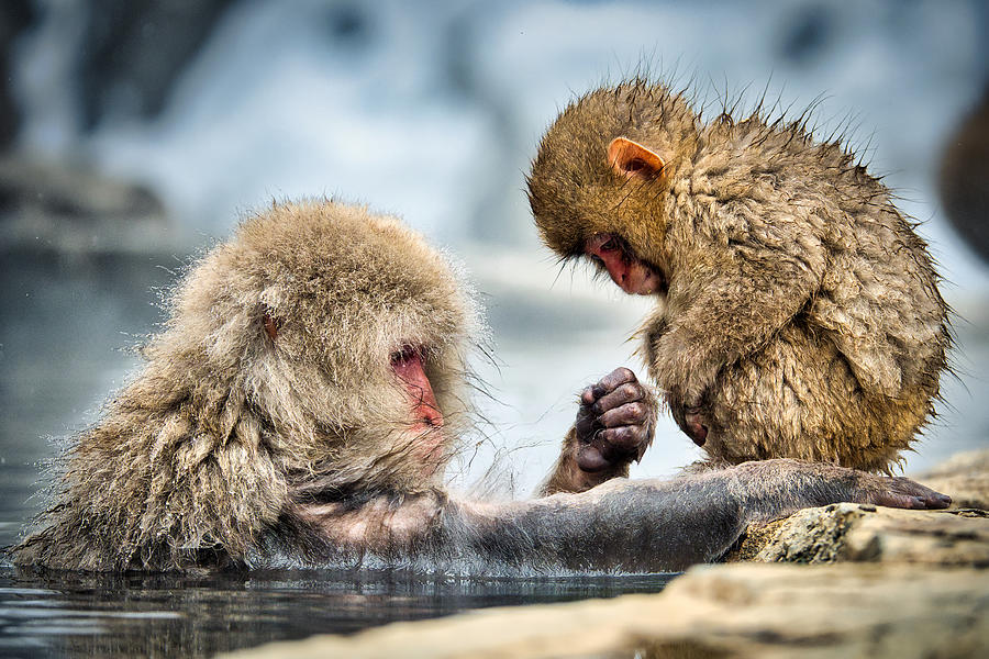 Wildlife Photograph - Snow Monkey Concentration - Japan by Stuart Litoff