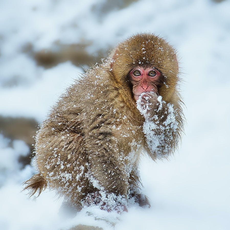 Snow Monkey Excuse Me Expression - Japan Photograph by Stuart Litoff