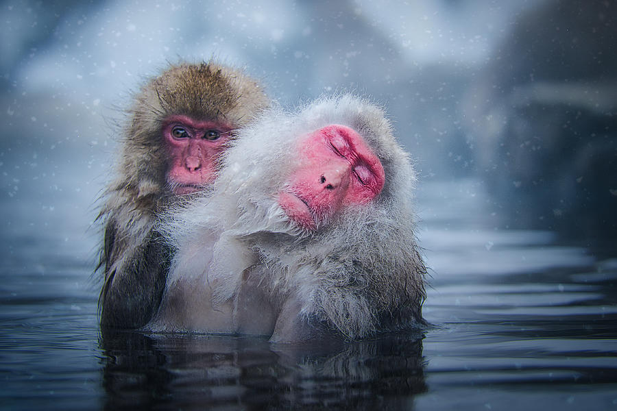 Wildlife Photograph - Snow Monkey Grooming Bliss - Japan by Stuart Litoff
