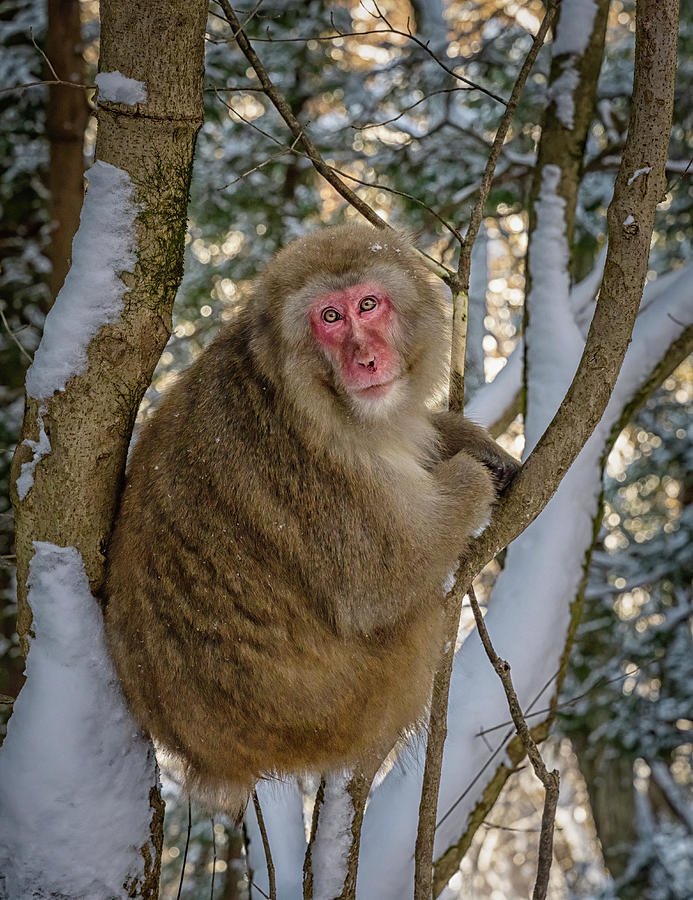 Snow Monkey In A Tree Photograph