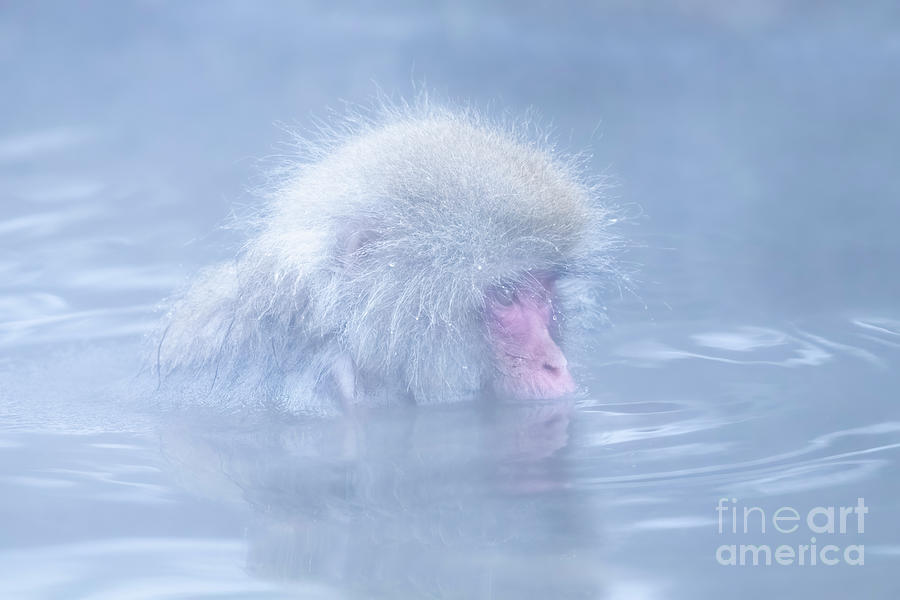 Snow Monkey Photograph by Kiran Joshi