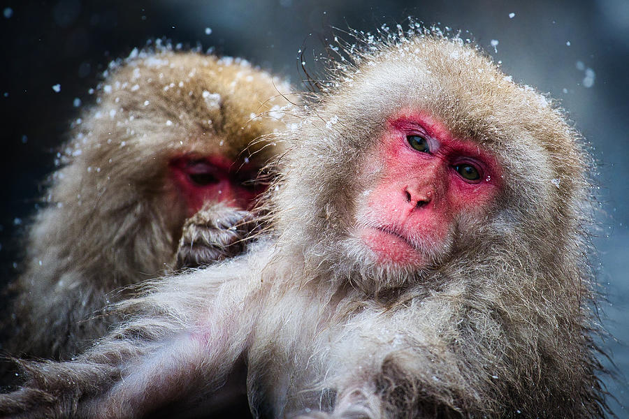 Snow Monkey Pool Grooming #3 - Japan Photograph by Stuart Litoff