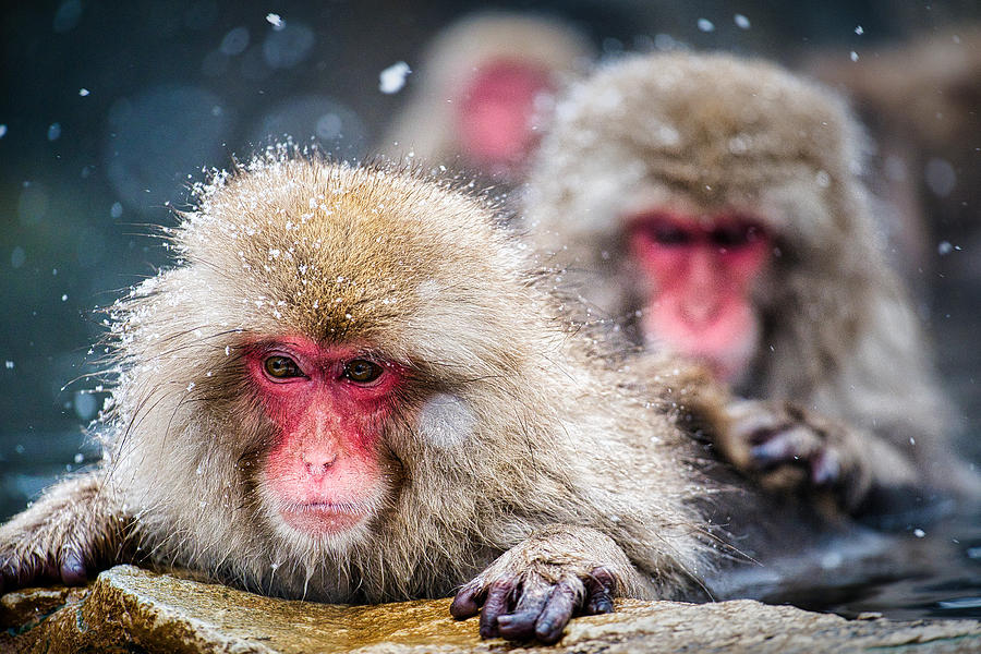 Snow Monkey Pool Grooming - Japan Photograph by Stuart Litoff