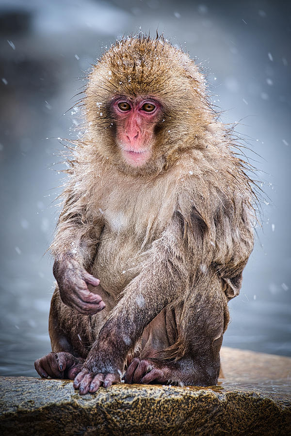 Wildlife Photograph - Snow Monkey Portrait #4 - Japan by Stuart Litoff