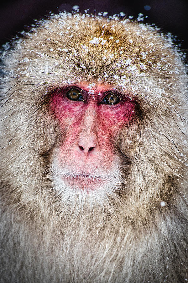 Snow Monkey Portrait - Japan Photograph by Stuart Litoff