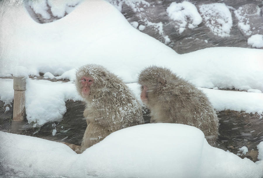 Snow Monkeys in a Blizzard Nagano Japan Photograph by Joan Carroll