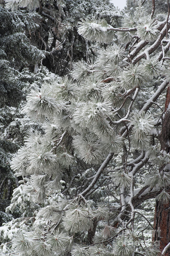 Snow Needles 2-8083 Photograph by Stephen Parker - Fine Art America