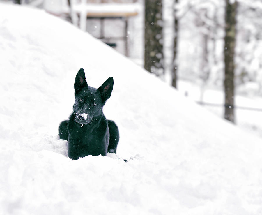 Snow Nose Photograph by Amber Kresge