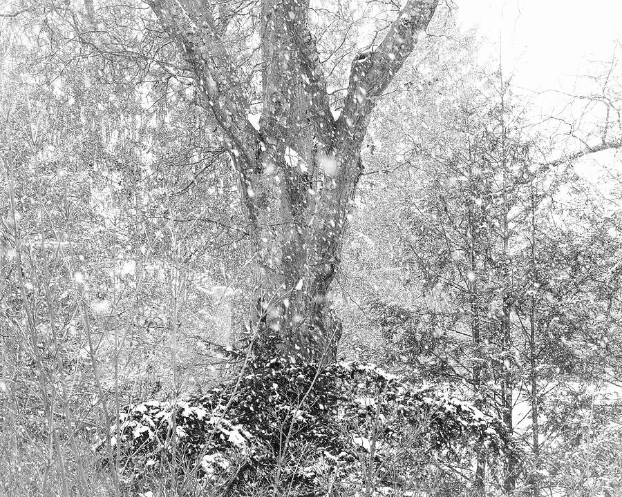 Snow Oak Photograph by Steven Nelson