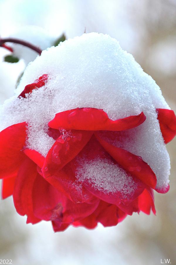 Snow On A Rose Photograph by Lisa Wooten