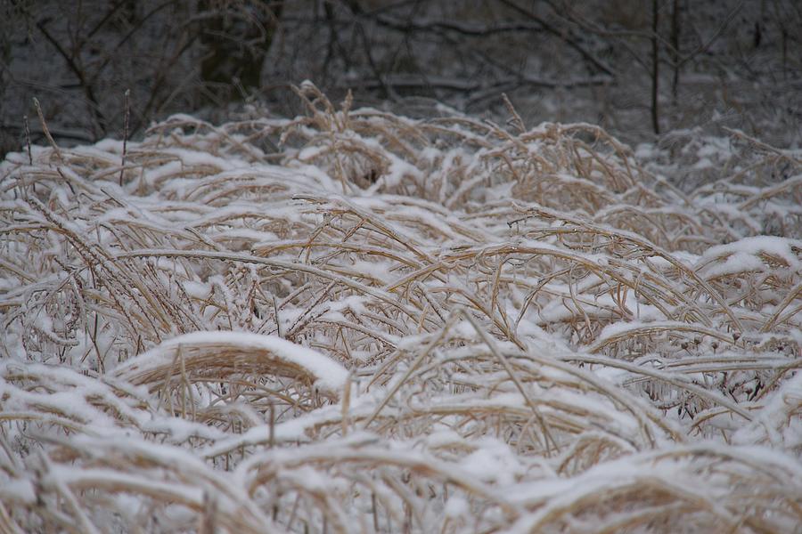 Snow on Bent Grass Photograph by Douglas Barnett