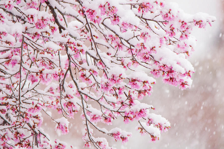 Image of Snow on cherry blossoms