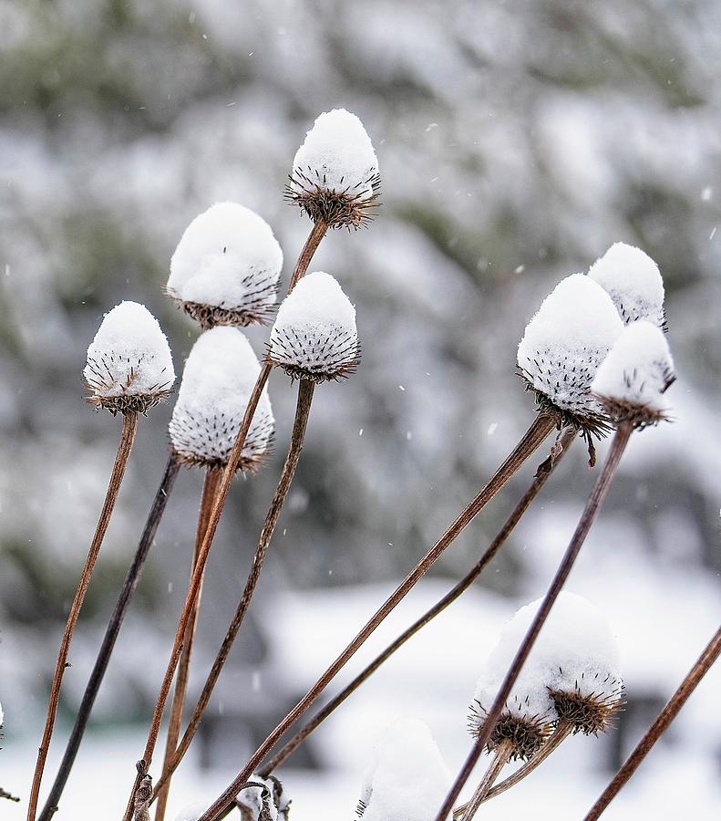 Snow on Coneflower 3 Photograph by Steven Ralser