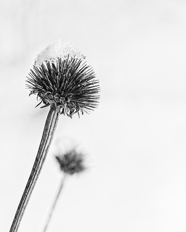 Snow on dried flower bw Photograph by Steven Ralser