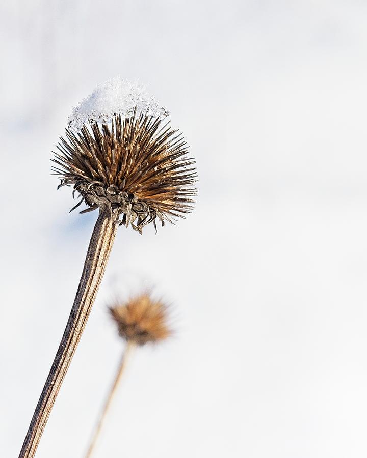 Snow on dried flower Photograph by Steven Ralser
