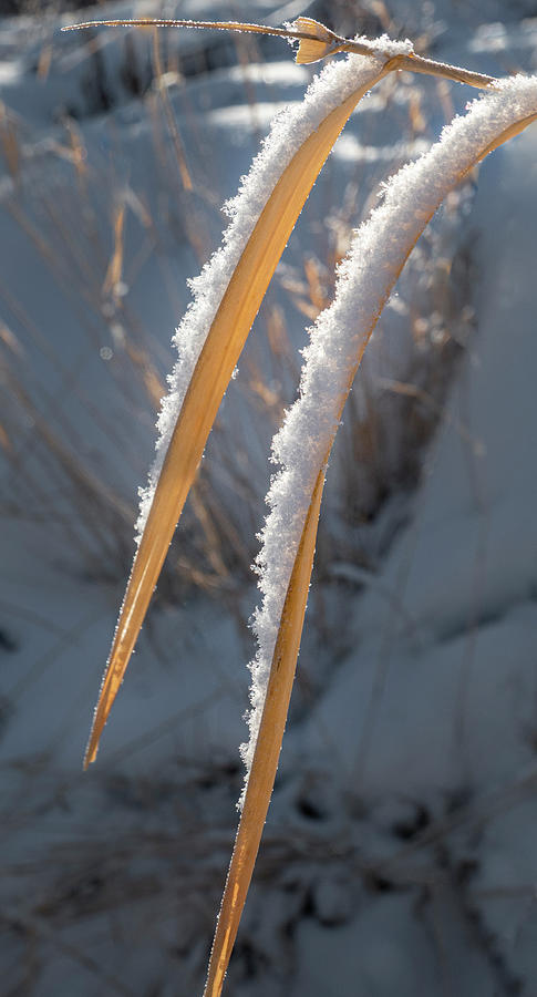 Snow Photograph - Snow On Grass Leaves by Karen Rispin
