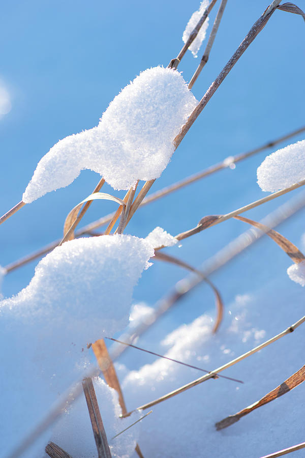 Snow Photograph - Snow On Grass Stems by Karen Rispin