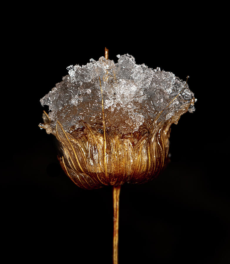Snow on Horsemint Seed Head Remains Photograph by Steven Schwartzman