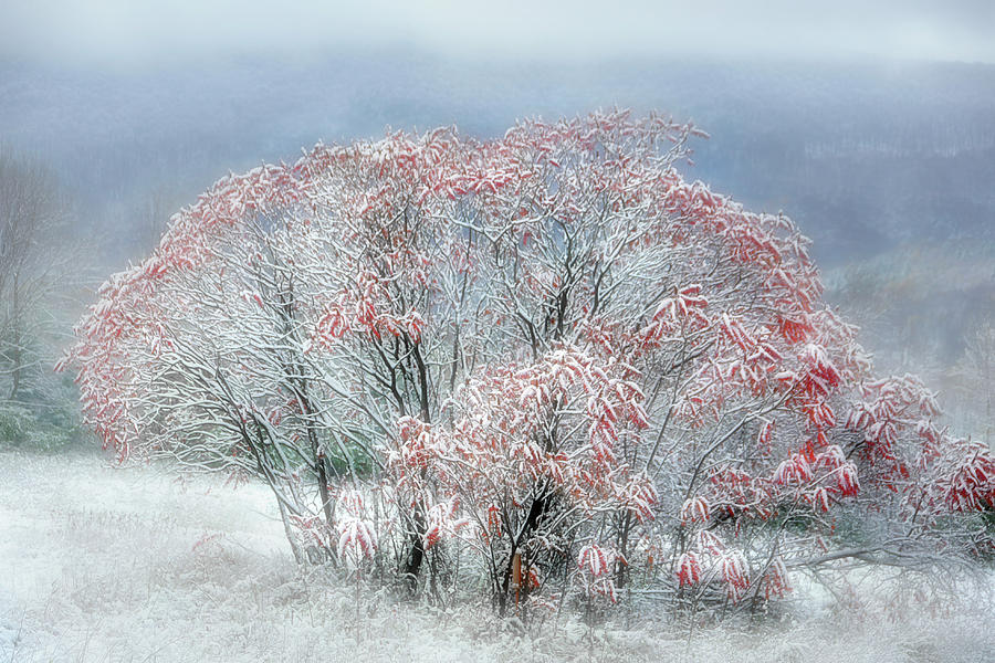 Snow on Leaves Photograph by Sandra Silva