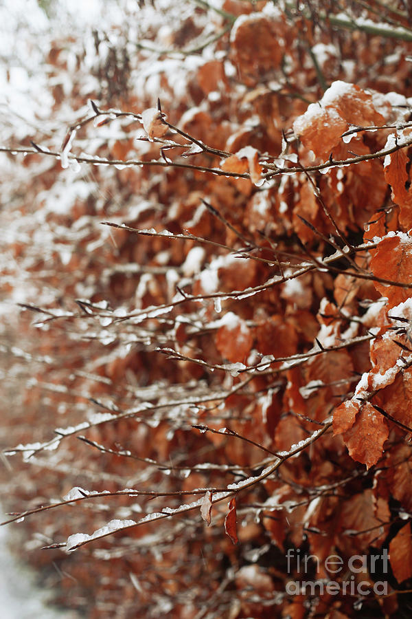 Fall Photograph - Snow on leaves by Tom Gowanlock