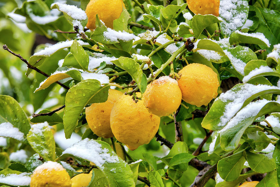 Snow on lemons Photograph by Fabrizio Troiani