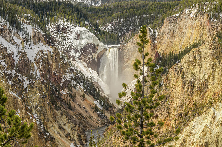 Snow On Lower Yellowstone Falls Photograph by Yeates Photography