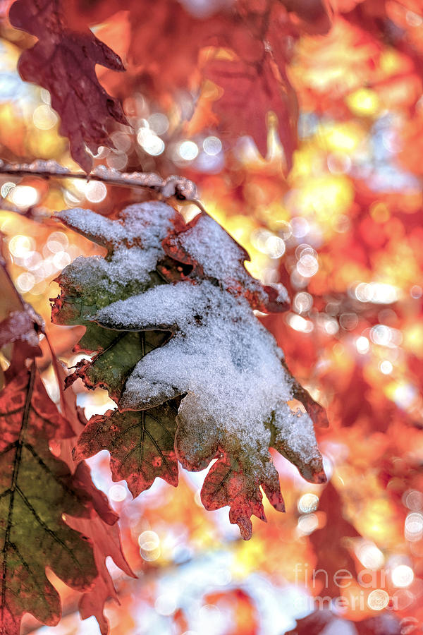 Snow on oak leaves  Photograph by Janice Drew