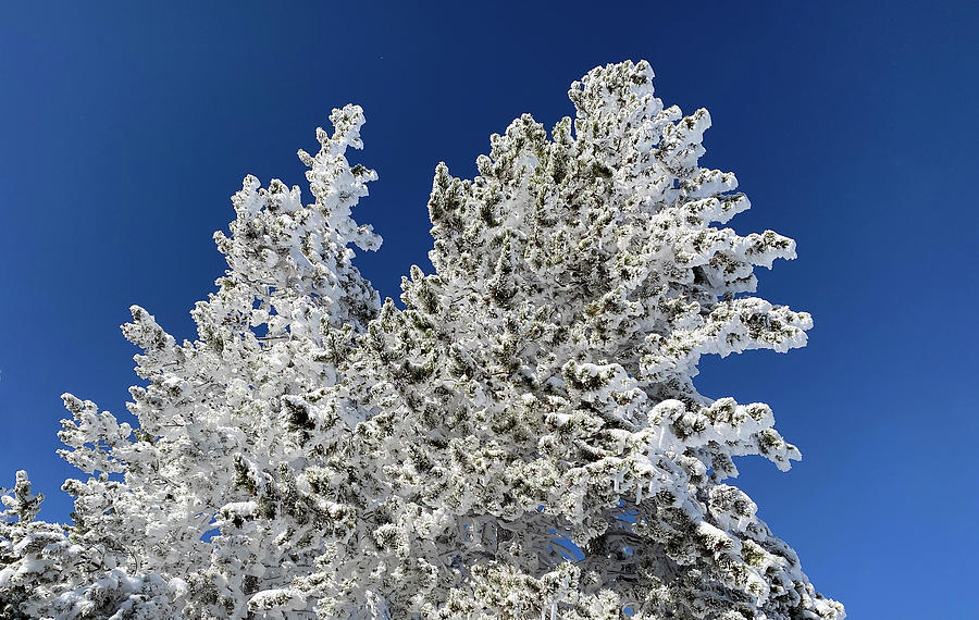 Snow On Pine In Yellowstone Painting by Ses