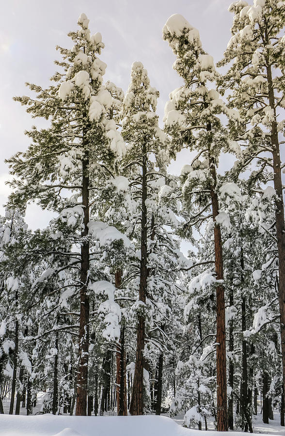 Snow on Pines 1, Coconino National Forest Photograph by Dawn Richards