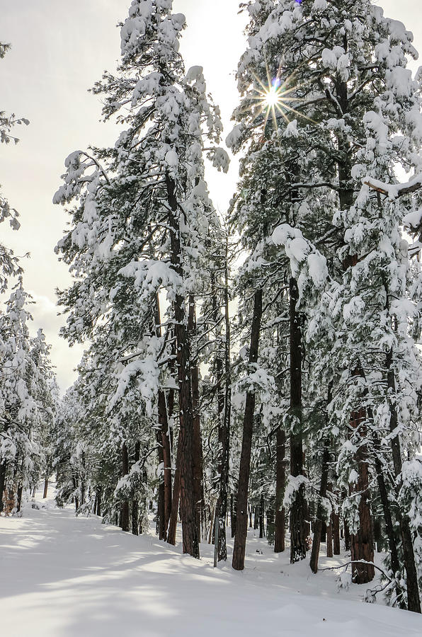 Snow on Pines 3, Coconino National Forest Photograph by Dawn Richards