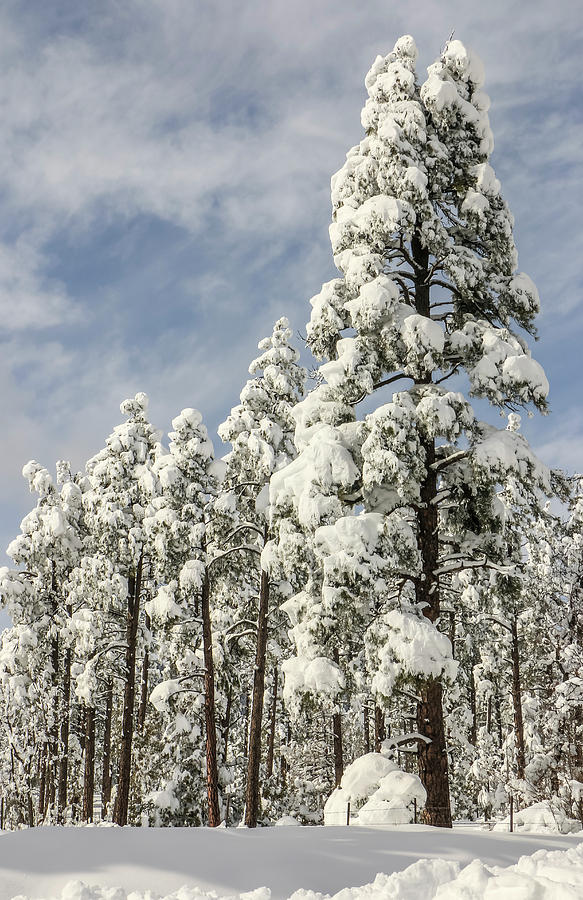 Snow on Pines 5, Coconino National Forest Photograph by Dawn Richards