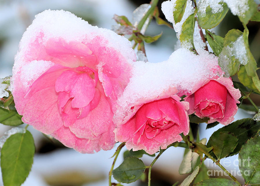 Snow on pink roses  Photograph by Janice Drew