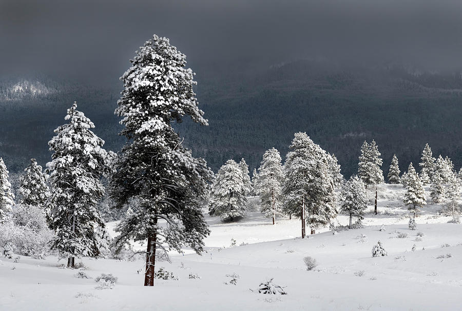 Snow on Ponderosa Pines Photograph by Mark Langford