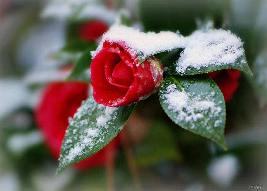 Snow on Red Camellia Photograph by Marilyn DeBlock - Fine Art America