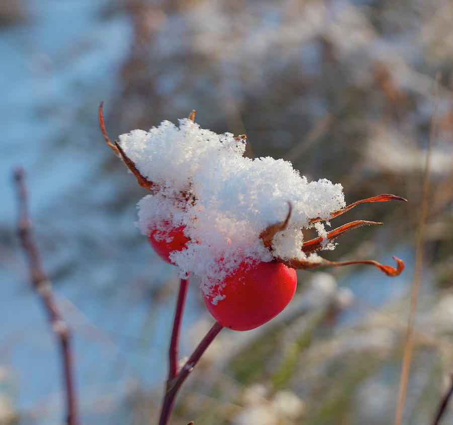 Snow On Rose Hips Photograph by Karen Rispin
