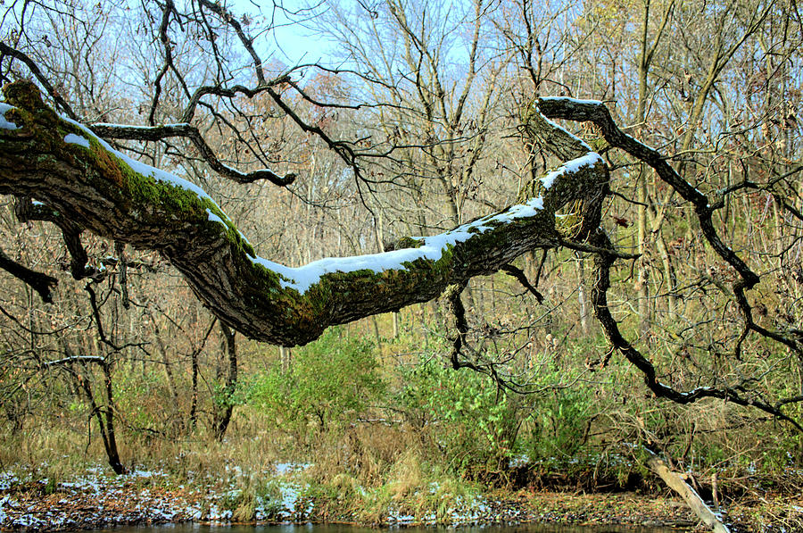 Oak Photograph - Snow On The Bough by Bonfire Photography Oak Photograph - Snow On The Bough by Bonfire Photography