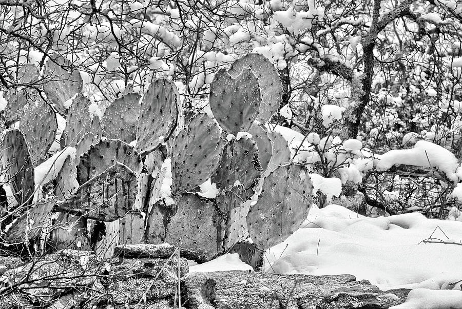 Snow on the Cactus Black and White Photograph by JC Findley