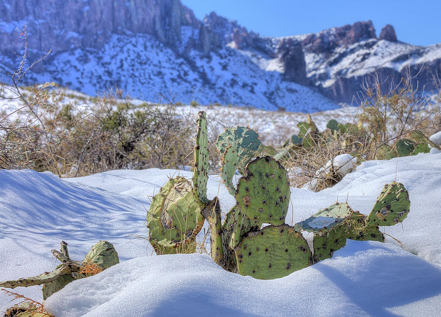 Snow on the Cactus in Big Bend Photograph by JC Findley