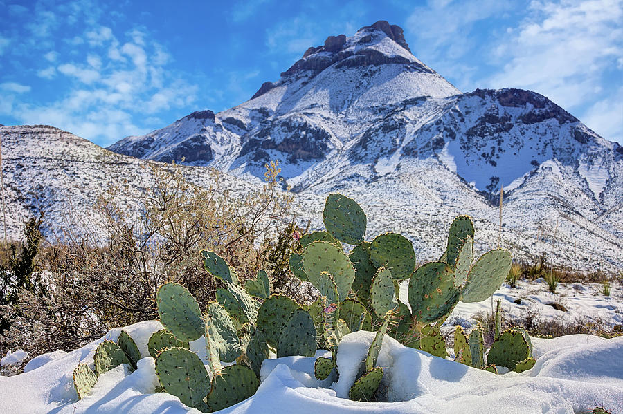 Snow on the Cactus Photograph by JC Findley