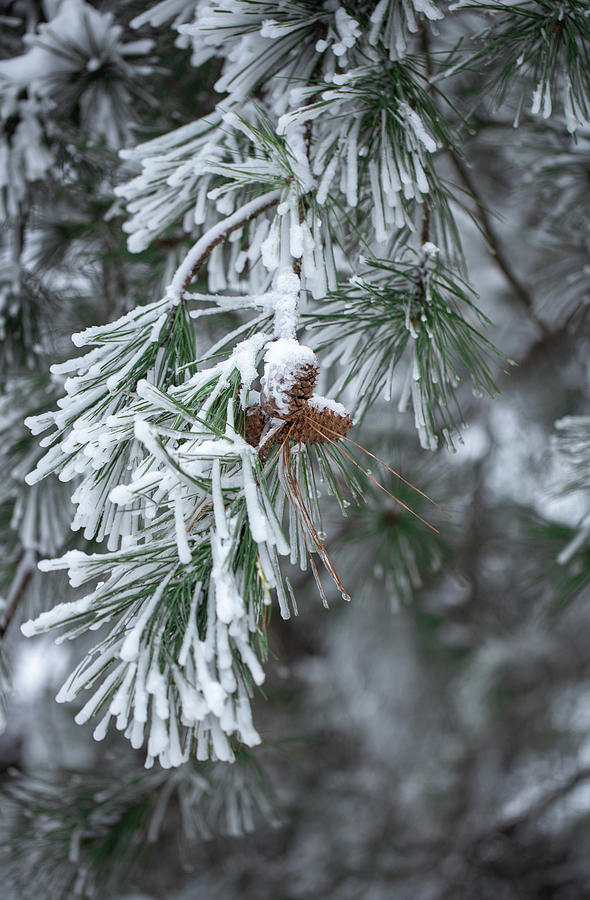 Snow on the Pines Photograph by Debbie Karnes