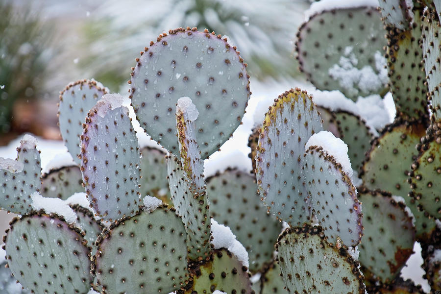 Snow On The Prickly Pear Photograph