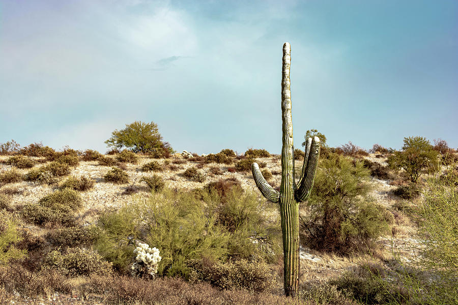 Snow on the Saguaro Photograph by Brian Cogar - Pixels