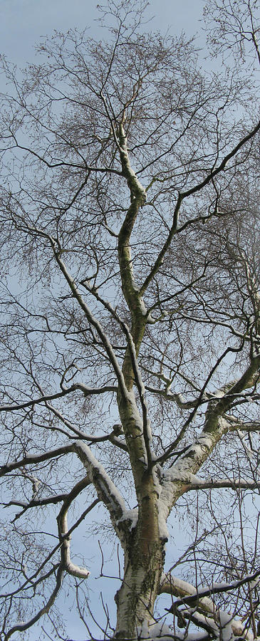 Winter Snow on the Silver Birch Tree  Photograph by Tom Conway