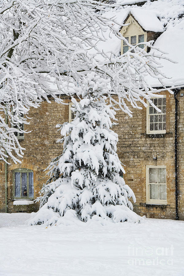 Snow on the Wold Christmas Tree Photograph by Tim Gainey